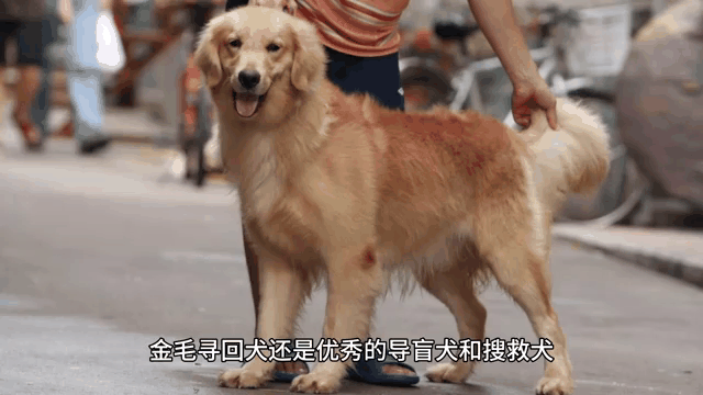 球星宠物曝光：有明星范的狗狗的简单介绍